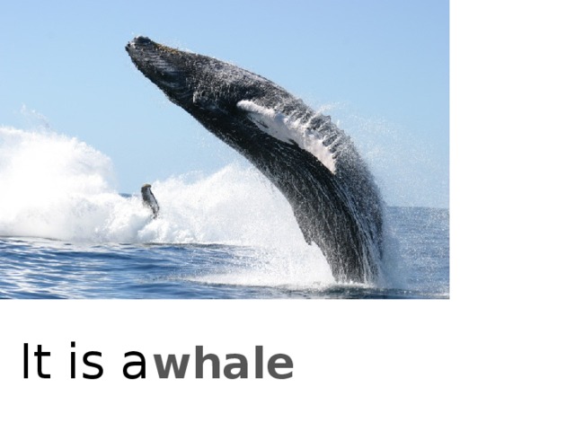 It is a whale 