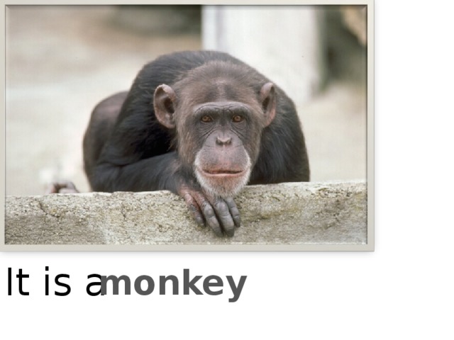 It is a monkey 