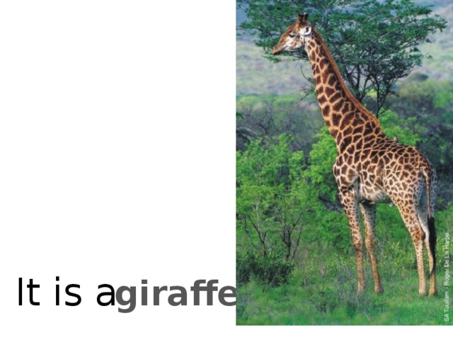 It is a giraffe 