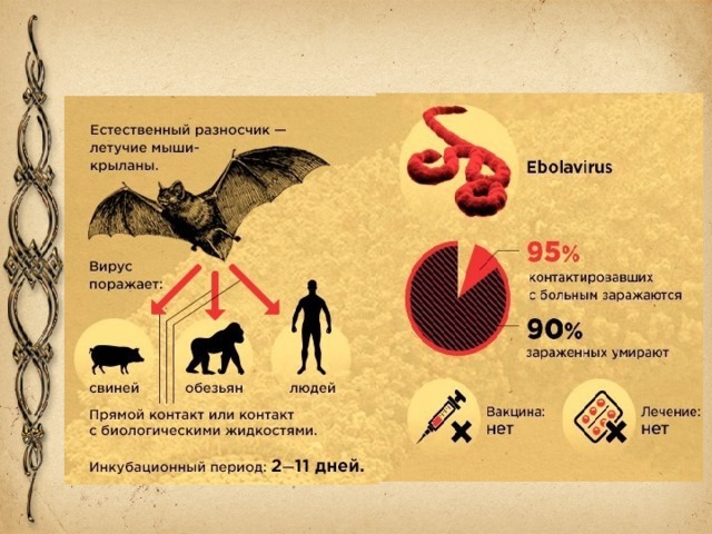 Эбола вирус презентация