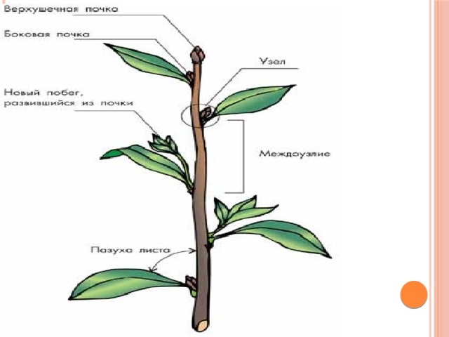 Верхушечная почка рисунок. Строение побега черешок. Побег стебель строение. Внешнее строение стебля. Междоузлие у растений.