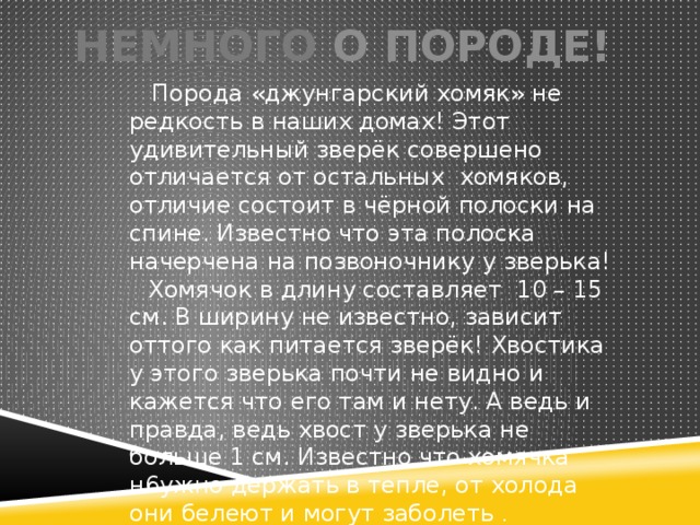 Немного о породе!  Порода «джунгарский хомяк» не редкость в наших домах! Этот удивительный зверёк совершено отличается от остальных хомяков, отличие состоит в чёрной полоски на спине. Известно что эта полоска начерчена на позвоночнику у зверька!  Хомячок в длину составляет 10 – 15 см. В ширину не известно, зависит оттого как питается зверёк! Хвостика у этого зверька почти не видно и кажется что его там и нету. А ведь и правда, ведь хвост у зверька не больше 1 см. Известно что хомячка н6ужно держать в тепле, от холода они белеют и могут заболеть .  Для справки :  Джунгарский хомяк встречается в южной Сибири! 