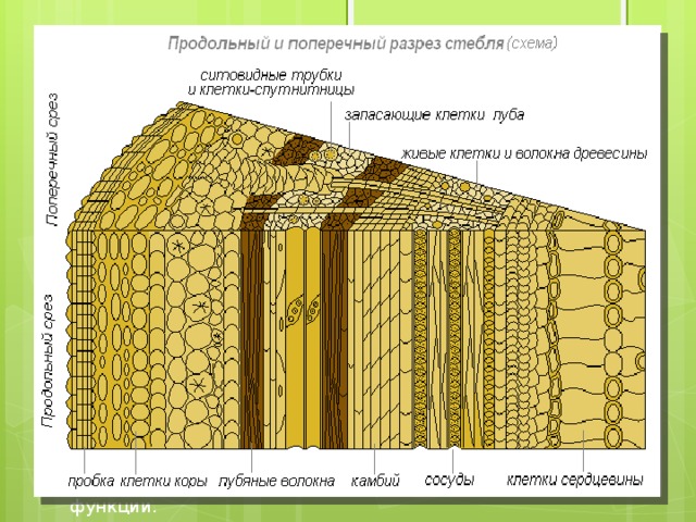 Продолжение…… Ситовидные трубки  – это вертикальный ряд вытянутых живых клеток, у которых поперечные стенки пронизаны отверстиями, ядра в этих клетках разрушились, а цитоплазма прилегает к оболочке. Это проводящая ткань луба, по которой перемещаются растворы органических веществ. Камбий  – узкие длинные клетки образовательной ткани с тонкими оболочками. Весной и летом клетки камбия активно делятся – происходит рост стебля в толщину. Плотный, самый широкий слой – древесина – основная часть стебля. Как и луб, состоит из разных клеток разной формы и величины: сосудами проводящей ткани, древесинными волокнами механической ткани и клетками основной ткани. Все слои клеток древесины, образовавшиеся весной, летом и осенью, составляют годичное кольцо прироста. Сердцевина  – клетки крупные, тонкостенные, неплотно прилегают друг к другу и выполняют запасающую функцию. От сердцевины в радиальном направлении через древесину и луб проходят сердцевинные лучи. Они состоят из клеток основной ткани и выполняют запасающую и проводящую функции. 