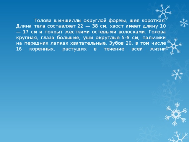        Голова шиншиллы округлой формы, шея короткая. Длина тела составляет 22 — 38 см, хвост имеет длину 10 — 17 см и покрыт жёсткими остевыми волосками. Голова крупная, глаза большие, уши округлые 5-6 см, пальчики на передних лапках хватательные. Зубов 20, в том числе 16 коренных, растущих в течение всей жизни               