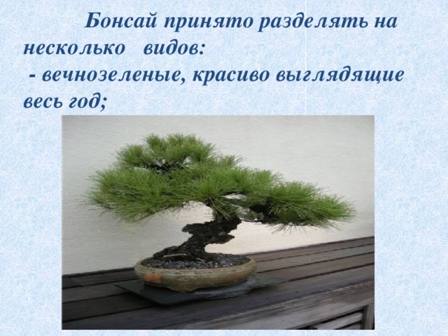  Бонсай принято разделять на несколько видов:  - вечнозеленые, красиво выглядящие весь год;  