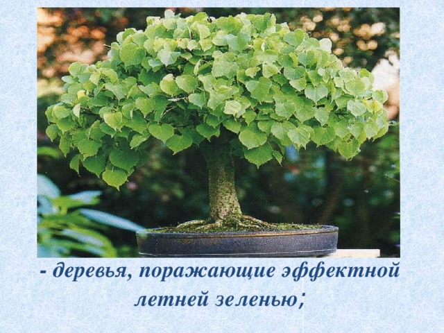 - деревья, поражающие эффектной летней зеленью ;   