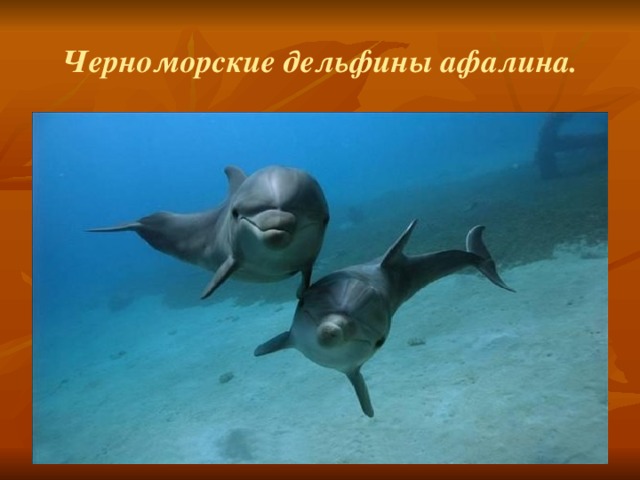 Черноморские дельфины афалина. 