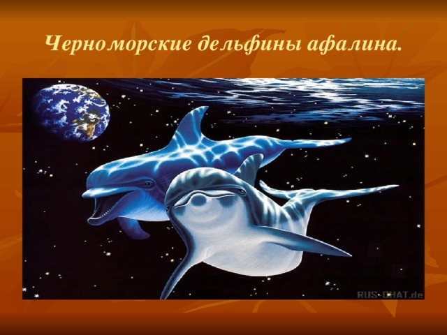 Черноморские дельфины афалина. 