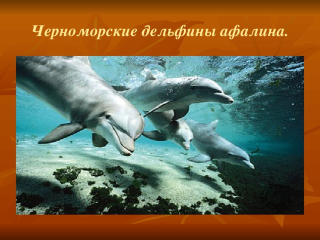 Черноморские дельфины афалина. 