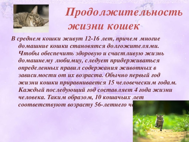 Сколько живут домашние кошки