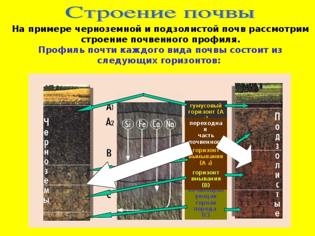 На примере черноземной и подзолистой почв рассмотрим строение почвенного профиля. Профиль почти каждого вида почвы состоит из следующих горизонтов: гумусовый горизонт (А 1 ) переходная часть почвенного профиля:       горизонт вымывания (А 2 ) горизонт вмывания (В) почвообразующая горная порода (С) 