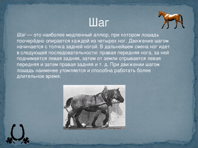 Шаг Шаг лошадь 