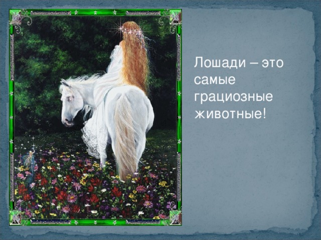 Лошади – это самые грациозные животные! 