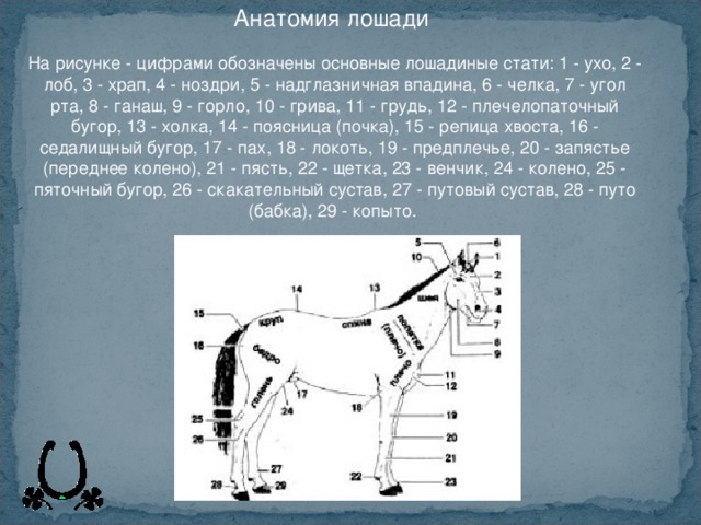 Стати лошади рисунок с обозначениями