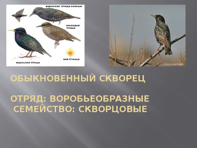  Обыкновенный скворец   Отряд: Воробьеобразные   Семейство: Скворцовые      
