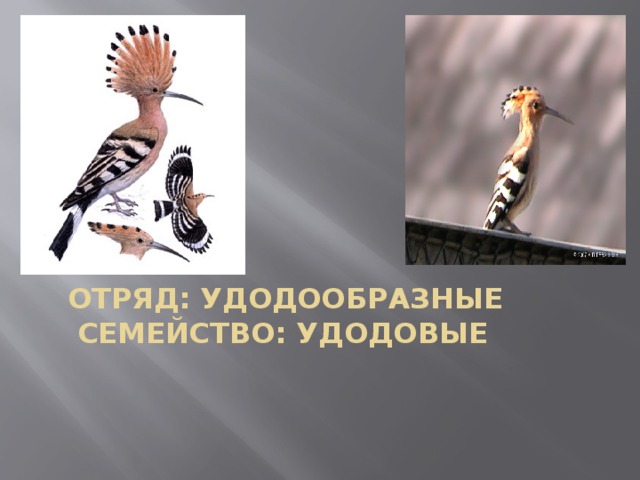    Удод     Отряд: Удодообразные   Семейство: Удодовые     