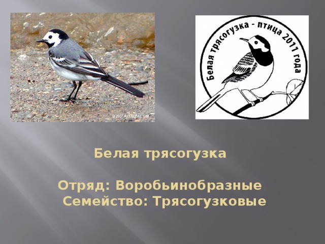 Белая трясогузка     Отряд: Воробьинобразные   Семейство: Трясогузковые    