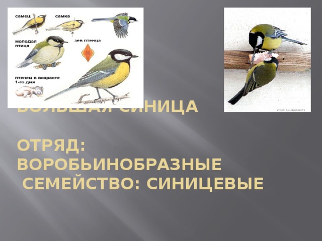   Большая синица   Отряд: Воробьинобразные   Семейство: Синицевые   