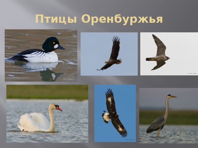 Птицы Оренбуржья 