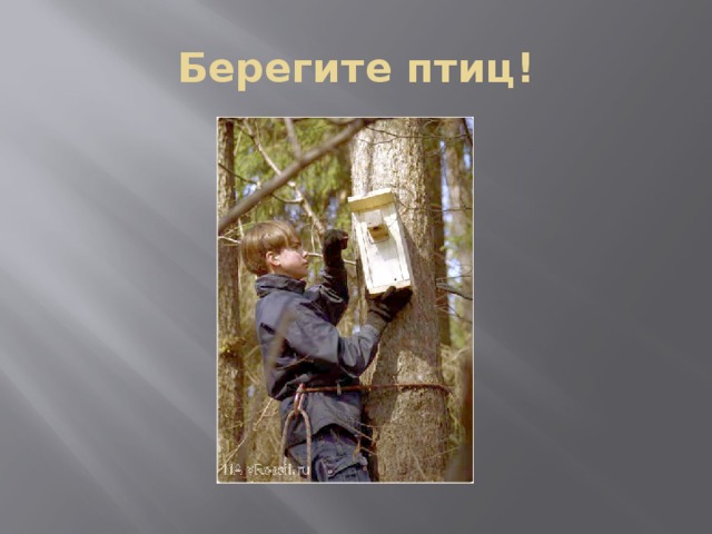 Берегите птиц! 