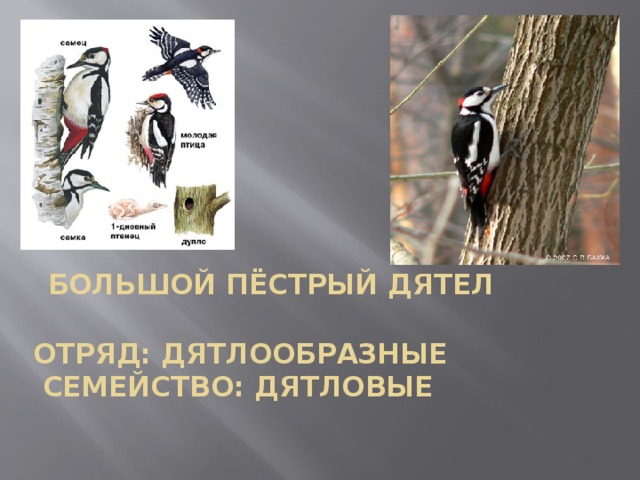    Большой пёстрый дятел     Отряд: Дятлообразные   Семейство: Дятловые    