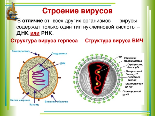 Вич название вируса. РНК содержащий вирус рисунок. Вирус герпеса строение вируса. Строение ДНК И РНК вирусо. Строение ДНК вируса.