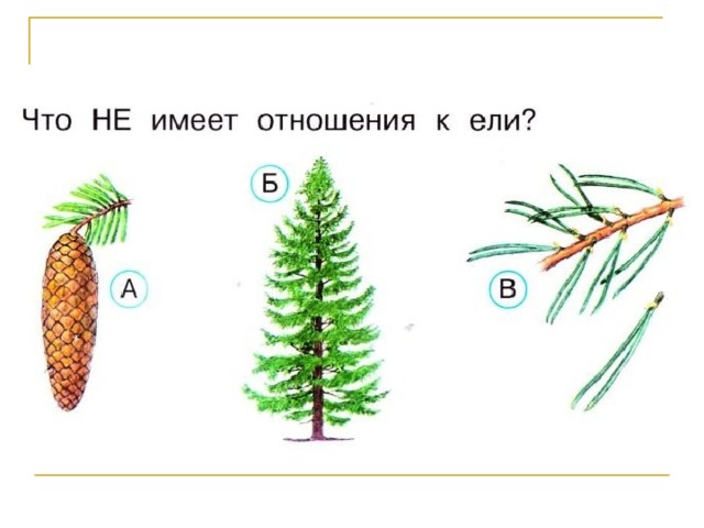 Что такое хвоинки 1 класс окружающий мир