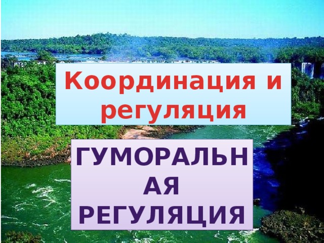 координация и регуляция гуморальная регуляция 