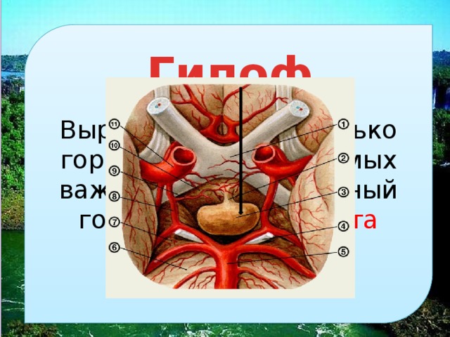 вырабатывает несколько гормонов. один из самых важных – соматотропный гормон – гормон роста гипофиз 