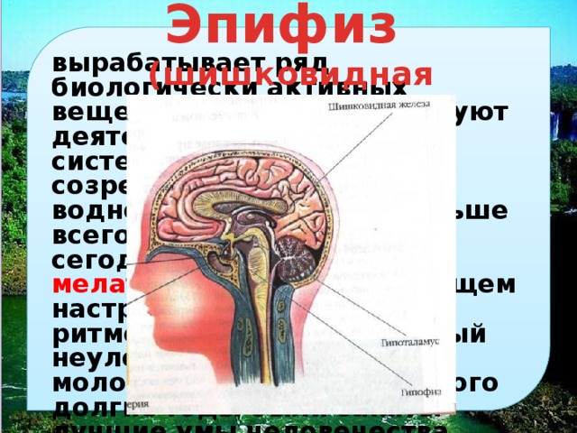 эпифиз (шишковидная железа) вырабатывает ряд биологически активных веществ, которые регулируют деятельность иммунной системы, рост, половое созревание, пигментный и водно-солевой обмен. больше всего сведений на сегодняшний день о мелатонине, осуществляющем настройку биологических ритмов. это и есть тот самый неуловимый гормон молодости, поиском которого долгие годы были заняты лучшие умы человечества. 