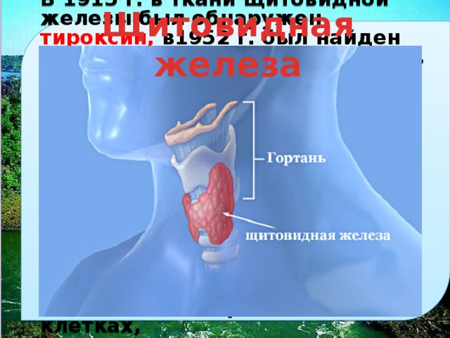 На рисунке схематично изображено гуморальное влияние гипофиза на функционирование щитовидной