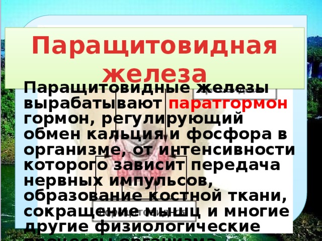 паращитовидная железа паращитовидные железы вырабатывают паратгормон гормон, регулирующий обмен кальция и фосфора в организме, от интенсивности которого зависит передача нервных импульсов, образование костной ткани, сокращение мышц и многие другие физиологические процессы организма . 