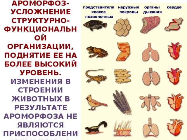 Последовательность ароморфозов в эволюции животных