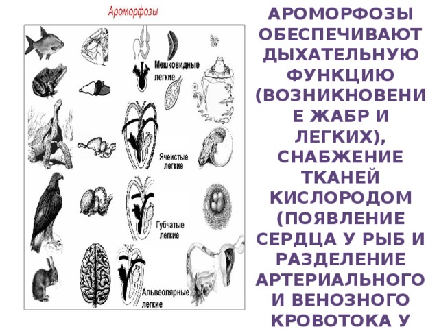 Ароморфозы млекопитающих презентация