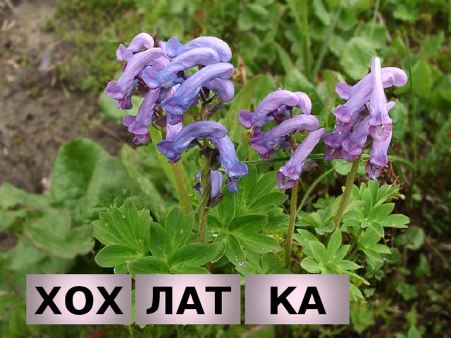 ХОХ ЛАТ КА 