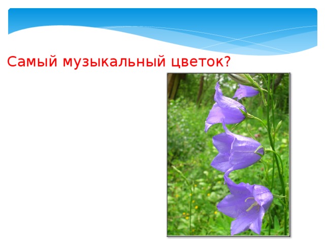 Сaмый музыкальный цветок? 