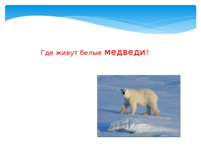 Белый медведь где обитает на каком. Где живут белые медведи. Где живет белыймедвкдь. Где живет где живет белый медведь. Где живёт белый медведь в России.
