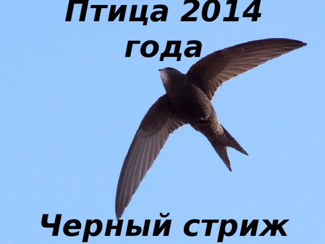 Птица 2014