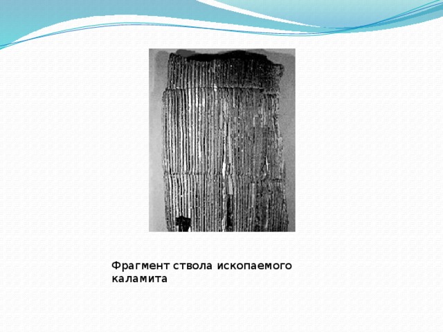 Фрагмент ствола ископаемого каламита 