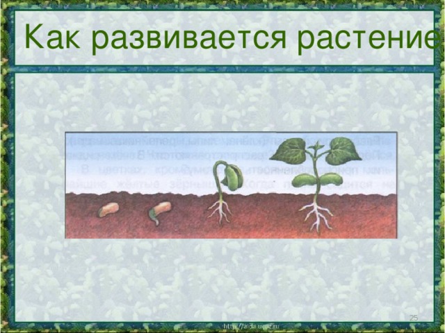 Проект развитие растительного мира Презентация к уроку окружающего мира "Размножение и развитие растений"
