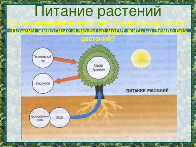 Схема питания растений 3 класс окружающий мир