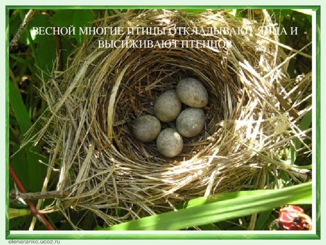 Яйца птиц фото с названиями птиц на русском