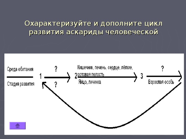 Охарактеризуйте и дополните цикл развития аскариды человеческой 