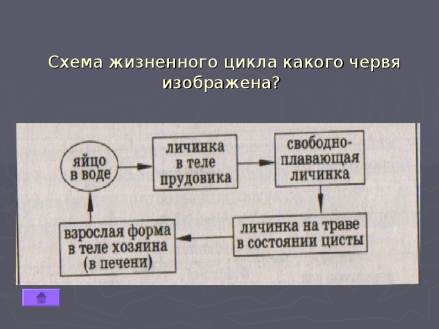 Схема жизненного цикла какого червя изображена? 