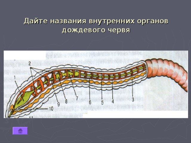 Дайте названия внутренних органов дождевого червя 