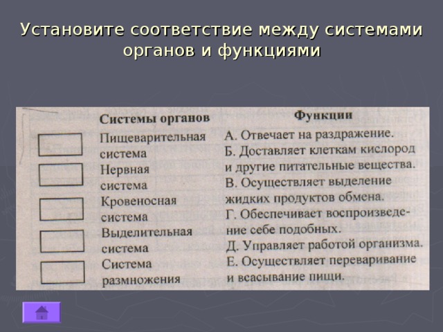 Установите соответствие между системами органов и функциями 