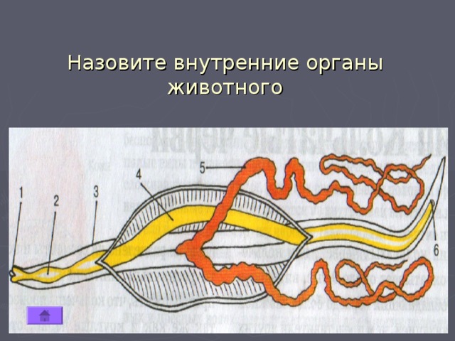 Назовите внутренние органы животного 