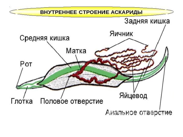 Круглые черви презентация