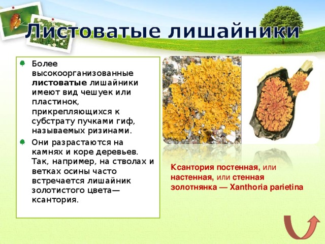 прикрепленные к субстрату.