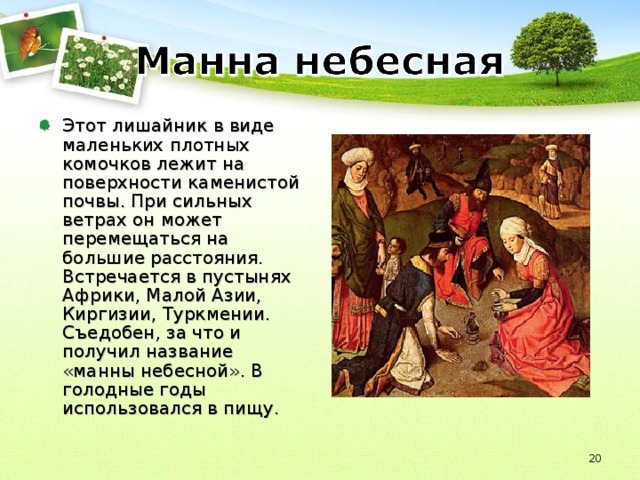 Манна небесная происхождение